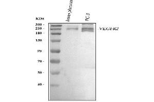 anti-VEGF Receptor 2 (VEGFR2) (AA 20-242) antibody