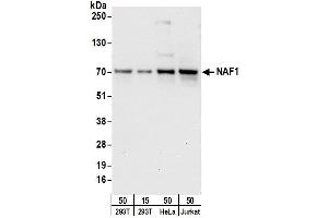 Western Blotting (WB) image for anti-Nuclear ssembly factor 1 ribonucleoprotein (NAF1) (AA 50-100) antibody (ABIN7451006)