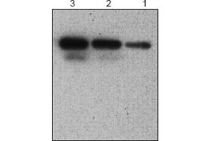 Western Blotting (WB) image for anti-serpin Peptidase Inhibitor, Clade B (Ovalbumin), Member 9 (SERPINB9) antibody (ABIN126942) (SERPINB9 Antikörper)