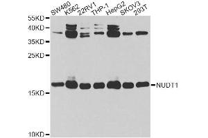 Western blot analysis of extracts of various cell lines, using NUDT1 antibody.