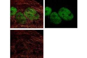 Immunofluorescence (IF) image for Goat anti-Mouse IgG (Heavy & Light Chain) antibody (Atto 425) - Preadsorbed (ABIN964954)