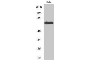 Western Blotting (WB) image for anti-Nuclear RNA Export Factor 1 (NXF1) (N-Term) antibody (ABIN3180906) (NXF1 Antikörper  (N-Term))