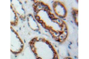 IHC-P analysis of Kidney tissue, with DAB staining. (TLR3 Antikörper  (AA 727-905))