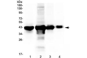Western blot testing of 1) rat liver, 2) mouse liver, 3) mouse lung and 4) mouse testis tissue lysate with PON1 antibody at 0. (PON1 Antikörper)