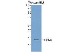 Western Blotting (WB) image for anti-Regenerating Islet Derived Protein 3 gamma (REG3g) (AA 33-147) antibody (ABIN1860427)
