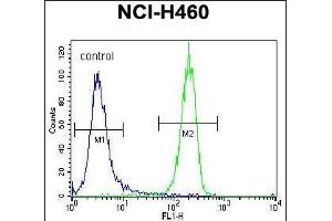 STK11 (LKB1) Antibody (N-term V34) (ABIN391352 and ABIN2841373) flow cytometric analysis of NCI- cells (right histogram) compared to a negative control cell (left histogram). (LKB1 Antikörper  (N-Term))