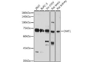 Western blot analysis of extracts of various cell lines, using DMT1 Rabbit pAb (ABIN6129471, ABIN6147839, ABIN6147840 and ABIN6214400) at 1:1000 dilution. (SLC11A2 Antikörper  (AA 1-100))