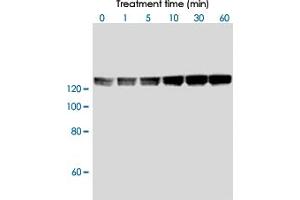 Phosphorylation of recombinant MBS on threonine-853 residue by recombinant Rho-kinase 2 in vitro.