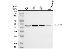 Western blot analysis of Ribonuclease Inhibitor/RNH1 using anti-Ribonuclease Inhibitor/RNH1 antibody (ABIN7603117).