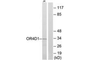 Western Blotting (WB) image for anti-Olfactory Receptor, Family 4, Subfamily D, Member 1 (OR4D1) (AA 261-310) antibody (ABIN2891006) (OR4D1 Antikörper  (AA 261-310))