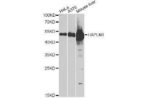 HAPLN1 antibody  (AA 165-354)