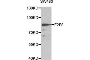 Western blot analysis of extracts of SW480 cell line, using E2F8 antibody. (E2F8 Antikörper  (AA 1-240))