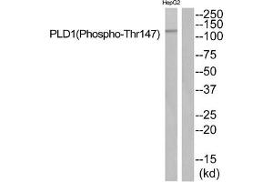 Western blot analysis of extracts from HepG2 cells using PLD1 (Phospho-Thr147) Antibody. (PLD1 Antikörper  (pThr147))