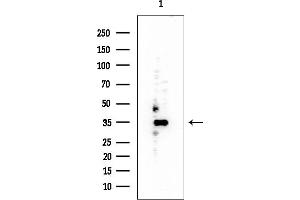 Western blot analysis of lysates from Mouse liver, using PEX7 Mouse Monoclonal Antibody at 1/1000 dilution.