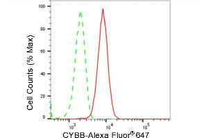 Flow cytometric analysis of CYBB expression in HT- cells using CYBB antibody (ABIN7798242), 1:2,000). (Rekombinanter CYBB Antikörper)