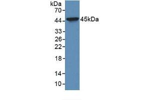 Western Blotting (WB) image for Keratin 19 (KRT19) ELISA Kit (ABIN6574265)