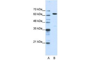 WB Suggested Anti-NXF1  Antibody Titration: 1. (NXF1 Antikörper  (N-Term))