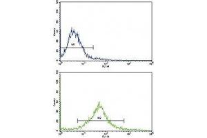 Flow cytometric analysis of HeLa cells using cKit antibody (green) compared to a negative control cell (blue). (KIT Antikörper  (AA 9-40))