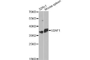 Western blot analysis of extracts of various cell lines, using U2AF1 antibody. (U2AF1 Antikörper)