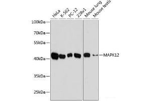 Western blot analysis of extracts of various cell lines using MAPK12 Polyclonal Antibody at dilution of 1:10000. (MAPK12 Antikörper)