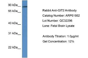 Western Blotting (WB) image for anti-G Protein-Coupled Receptor Kinase Interactor 2 (GIT2) (C-Term) antibody (ABIN2788863)