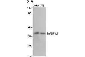 Western Blot (WB) analysis of specific cells using hnRNP A1 Polyclonal Antibody.