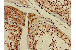 Immunohistochemistry of paraffin-embedded human testis tissue using ABIN7154122 at dilution of 1:100