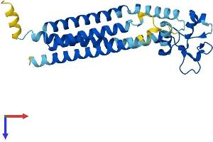 Tetraspanin 3 Protein (TSPAN3) (AA 1-253) (His tag)