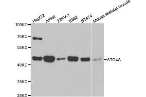 Western blot analysis of extracts of various cell lines, using ATG4A antibody. (ATG4A Antikörper)