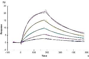 Surface Plasmon Resonance (SPR) image for Leukocyte Immunoglobulin-Like Receptor, Subfamily B (With TM and ITIM Domains), Member 1 (LILRB1) (AA 1-474) protein (Fc Tag) (ABIN7275163)