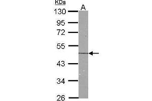 WB Image Sample (30 ug of whole cell lysate) A:NIH-3T3 10% SDS PAGE antibody diluted at 1:1000 (NDRG1 Antikörper)