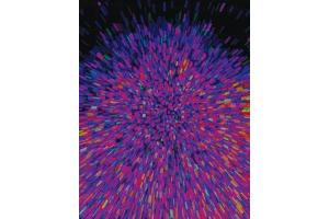 Immunocytochemistry using ModDetect™. (ModDetect® 2'-O-Methoxyethyl (2'MOE) Panel)