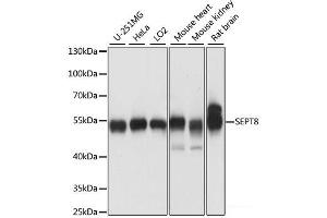 Western blot analysis of extracts of various cell lines using SEPT8 Polyclonal Antibody at dilution of 1:1000. (Septin 8 Antikörper)