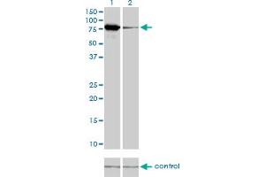 Western blot analysis of MFN2 over-expressed 293 cell line, cotransfected with MFN2 Validated Chimera RNAi (Lane 2) or non-transfected control (Lane 1). (MFN2 Antikörper  (AA 661-757))
