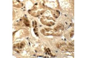 Immunohistochemical staining of human kidney cells with ATAD3B polyclonal antibody  at 5 ug/mL. (ATAD3B Antikörper  (C-Term))