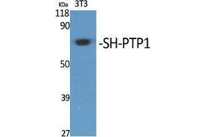Western Blotting (WB) image for anti-Protein-tyrosine Phosphatase 1C (PTPN6) (Thr48) antibody (ABIN3186952) (SHP1 Antikörper  (Thr48))