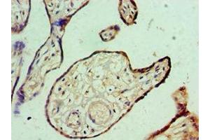 Immunohistochemistry of paraffin-embedded human placenta tissue using ABIN7156734 at dilution of 1:100 (IL1RAP Antikörper  (AA 21-356))