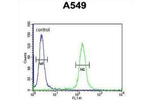 Flow Cytometry (FACS) image for anti-Kelch-Like 9 (KLHL9) antibody (ABIN3002256) (KLHL9 Antikörper)