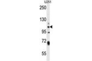 WWC3 Antibody (C-term) western blot analysis in U251 cell line lysates (35 µg/lane). (WWC3 Antikörper  (C-Term))