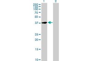 Western Blot analysis of NFYC expression in transfected 293T cell line by NFYC MaxPab polyclonal antibody. (NFYC Antikörper  (AA 1-335))