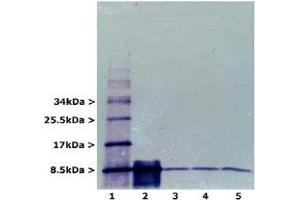 Western blot analysis of RPS27A using RPS27A monoclonal antibody, clone Ubi-1 .