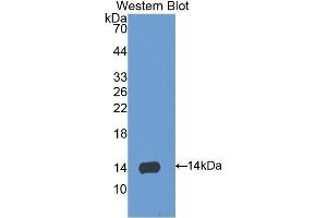 Western Blotting (WB) image for anti-S100 Calcium Binding Protein A9 (S100A9) (AA 1-113) antibody (ABIN1078515) (S100A9 Antikörper  (AA 1-113))