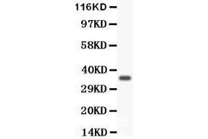 Anti- FOXM1 antibody, Western blotting All lanes: Anti FOXM1  at 0. (FOXM1 Antikörper  (AA 411-763))