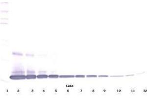 Image no. 6 for anti-Interleukin 1 alpha (IL1A) antibody (ABIN465499) (IL1A Antikörper)