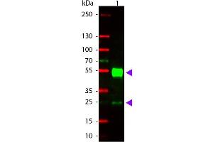 Western Blot of Goat anti-Mouse IgG Rhodamine Conjugated Antibody. (Ziege anti-Maus IgG (Heavy & Light Chain) Antikörper (TRITC) - Preadsorbed)