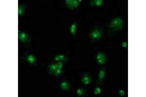 Anti-CDCP1 mouse monoclonal antibody (ABIN2454040) immunofluorescent staining of COS7 cells transiently transfected by pCMV6-ENTRY CDCP1 (RC220633). (CDCP1 Antikörper)