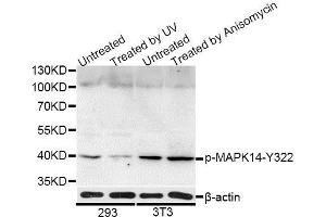 Western blot analysis of extracts of 293 and NIH/3T3 cells, using Phospho-MAPK14-Y322 antibody (ABIN5969909) at 1/1000 dilution. (MAPK14 Antikörper  (pTyr322))