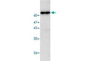 Western blot analysis in CTSC recombinant protein with CTSC monoclonal antibody, clone 97a6  at 1 : 1000 dilution. (CTSC Antikörper)