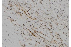 ABIN6273678 at 1/100 staining Human kidney tissue by IHC-P. (KDM5D Antikörper  (C-Term))