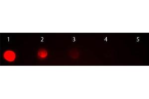 Dot Blot of Goat anti-Mouse IgG2a Antibody Rhodamine Conjugated Pre-absorbed. (Ziege anti-Maus IgG2a (Heavy Chain) Antikörper (TRITC) - Preadsorbed)